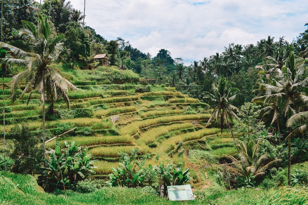 Ubud rice terraces in morning mist